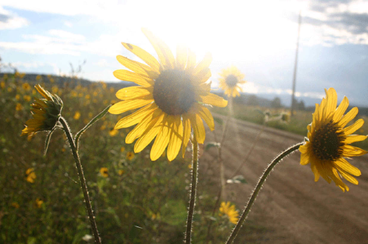 Sunflowers in the afternoon